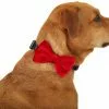 Frisco Removeable Velvet Collar Bow -The Frisco Store 289810 MAIN. SY630 V1632188498