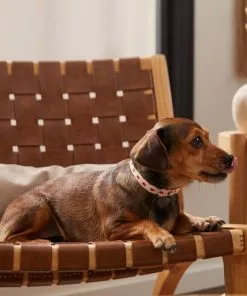 Frisco Fantastic Foxes Dog Collar -The Frisco Store 291237 PT3. SY630 V1629487905