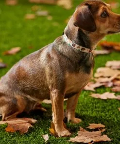 Frisco Thanksgiving Turkey Dog Collar 10 Frisco Thanksgiving Turkey Dog Collar -The Frisco Store 291255 PT3. SY630 V1629488529