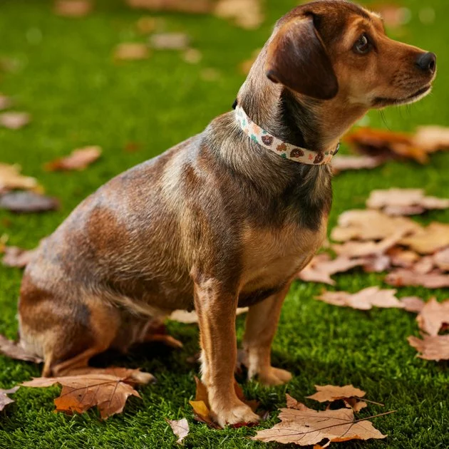 Frisco Thanksgiving Turkey Dog Collar 6 Frisco Thanksgiving Turkey Dog Collar - Image 4