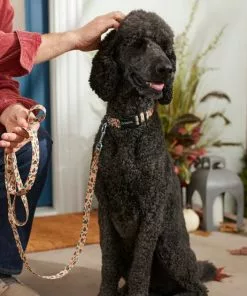 Frisco Thanksgiving Turkey Dog Leash -The Frisco Store 291274 PT3. SY630 V1632337005