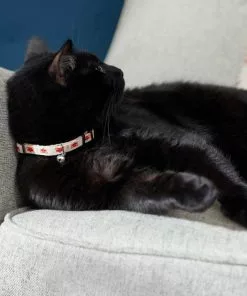 Frisco Fantastic Foxes Cat Collar, 8-12 Inches, 3/8-in wide -The Frisco Store 291318 PT3. SY630 V1629771142