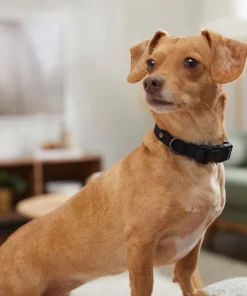 Frisco Monochromatic Dog Collar -The Frisco Store 291556 PT8. SY630 V1633121263