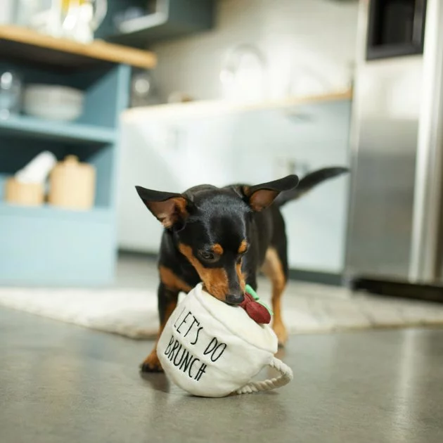 Frisco Brunch Coffee Plush with Rope Squeaky Dog Toy 5 Frisco Brunch Coffee Plush with Rope Squeaky Dog Toy - Image 3