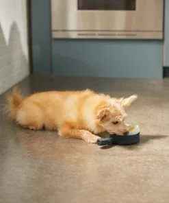 Frisco Brunch Breakfast Skillet Latex Squeaky Dog Toy, 2 count -The Frisco Store 297264 PT2. SY630 V1642088320