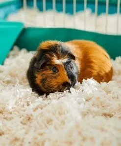 Frisco Corner Litter Box, Navy, X-Small + Small Animal Bedding, White -The Frisco Store 301918 PT8. SY630 V1644966090