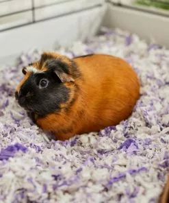 Frisco High Sided Litter Box + Small Animal Bedding, Lavender 17 Frisco High Sided Litter Box + Small Animal Bedding, Lavender -The Frisco Store 301932 PT7. SY630 V1644977520