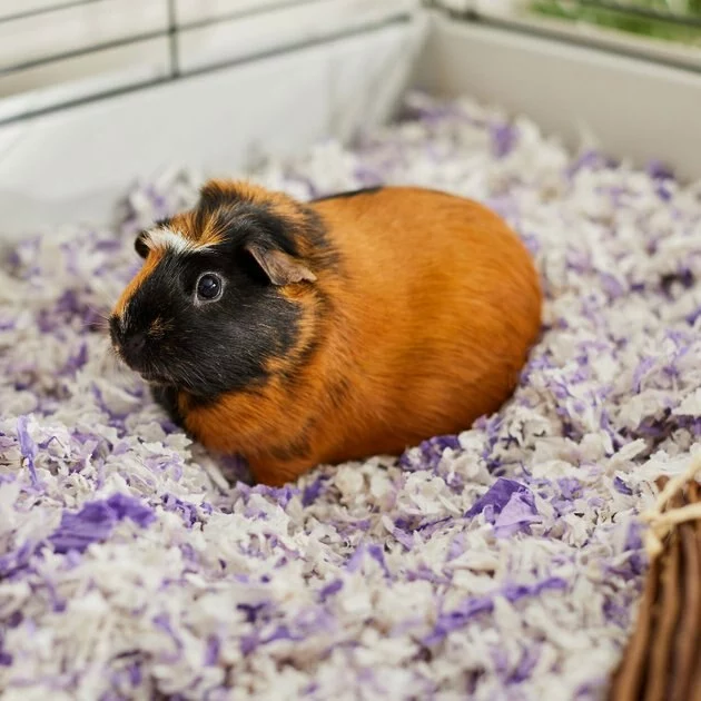 Frisco High Sided Litter Box + Small Animal Bedding, Lavender 10 Frisco High Sided Litter Box + Small Animal Bedding, Lavender - Image 8