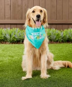 Frisco Birthday B&ana, X-Small/Small + Dog & Cat Hat, X-Small/Small 16 Frisco Birthday B&ana, X-Small/Small + Dog & Cat Hat, X-Small/Small -The Frisco Store 302374 PT5. SY630 V1633061801