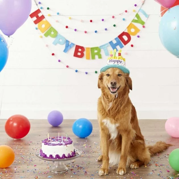 Frisco Birthday B&ana, X-Small/Small + Dog & Cat Hat, X-Small/Small 10 Frisco Birthday B&ana, X-Small/Small + Dog & Cat Hat, X-Small/Small - Image 8