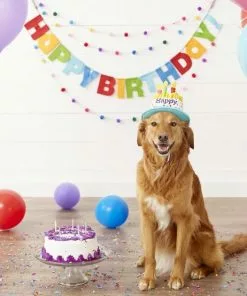 Frisco Birthday Cake Hat, X-Small/Small + Dog & Cat T-Shirt, Blue -The Frisco Store 302392 PT3. SY630 V1623056560