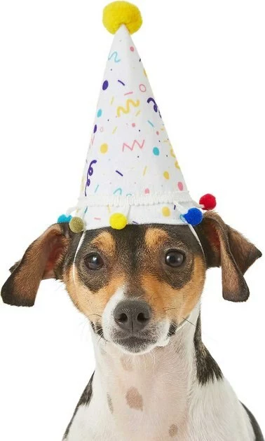 Frisco Confetti Birthday Hat, Small/Medium + Dog & Cat T-Shirt, Blue 4 Frisco Confetti Birthday Hat, Small/Medium + Dog & Cat T-Shirt, Blue - Image 2