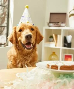 Frisco Confetti Birthday Hat, Small/Medium + Dog & Cat T-Shirt, Pink 14 Frisco Confetti Birthday Hat, Small/Medium + Dog & Cat T-Shirt, Pink -The Frisco Store 302446 PT3. SY630 V1623070956