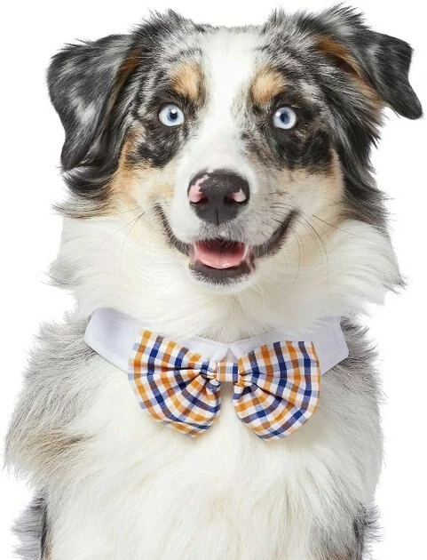 Frisco Plaid Dog & Cat Bow Tie, Orange & Blue + Blue 4 Frisco Plaid Dog & Cat Bow Tie, Orange & Blue + Blue - Image 2