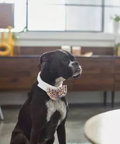 Frisco Plaid Dog & Cat Bow Tie, Orange & Blue + Blue 13 Frisco Plaid Dog & Cat Bow Tie, Orange & Blue + Blue -The Frisco Store 302770 PT3. SY630 V1623081160