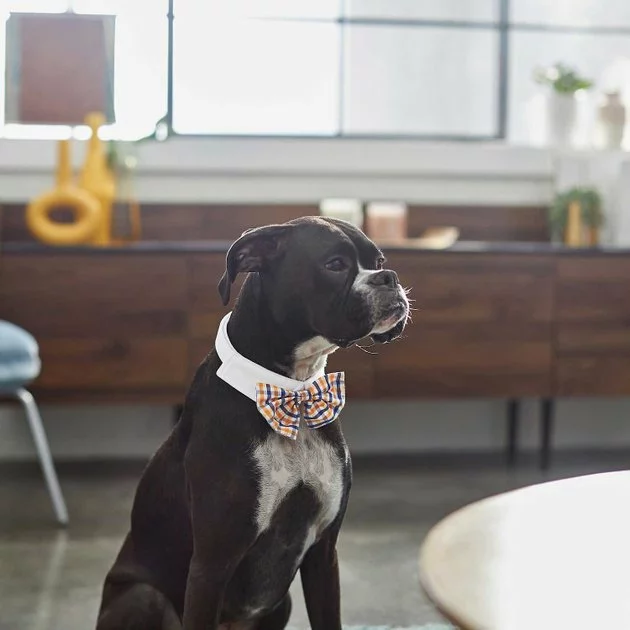 Frisco Plaid Dog & Cat Bow Tie, Orange & Blue + Blue 6 Frisco Plaid Dog & Cat Bow Tie, Orange & Blue + Blue - Image 4