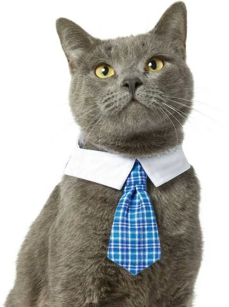 Frisco Plaid Dog & Cat Neck Tie, Blue Plaid + Polka Dot, Teal 5 Frisco Plaid Dog & Cat Neck Tie, Blue Plaid + Polka Dot, Teal - Image 3