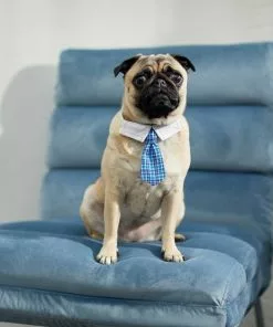 Frisco Plaid Dog & Cat Neck Tie, Blue Plaid + Polka Dot, Teal 15 Frisco Plaid Dog & Cat Neck Tie, Blue Plaid + Polka Dot, Teal -The Frisco Store 302794 PT4. SY630 V1623041553