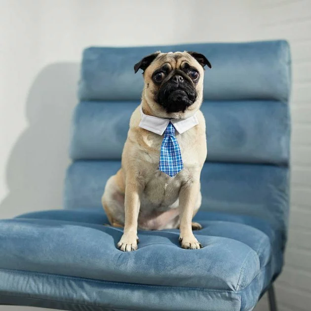 Frisco Plaid Dog & Cat Neck Tie, Blue Plaid + Polka Dot, Teal 7 Frisco Plaid Dog & Cat Neck Tie, Blue Plaid + Polka Dot, Teal - Image 5