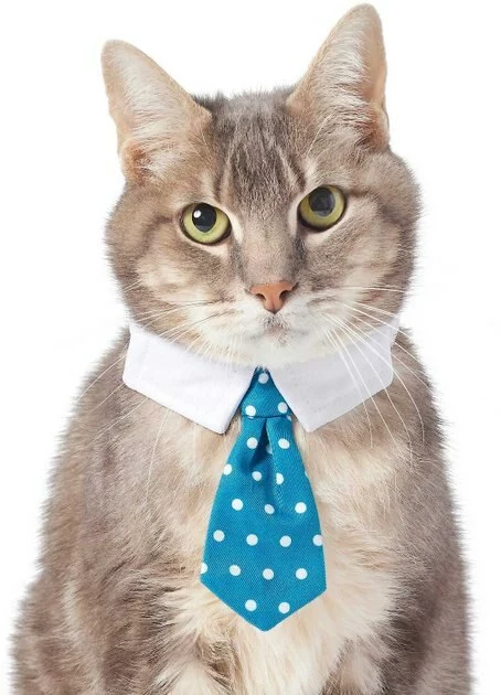 Frisco Plaid Dog & Cat Neck Tie, Blue Plaid + Polka Dot, Teal 8 Frisco Plaid Dog & Cat Neck Tie, Blue Plaid + Polka Dot, Teal - Image 6