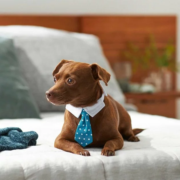 Frisco Plaid Dog & Cat Neck Tie, Blue Plaid + Polka Dot, Teal 10 Frisco Plaid Dog & Cat Neck Tie, Blue Plaid + Polka Dot, Teal - Image 8