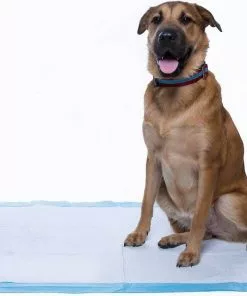 Frisco Fold & Carry Double Door Collapsible Wire Crate, 42 inch + Giant Dog Training & Potty Pads, 27.5 x 44-in, 30 count, Unscented -The Frisco Store 303426 PT8. SY630 V1623080241