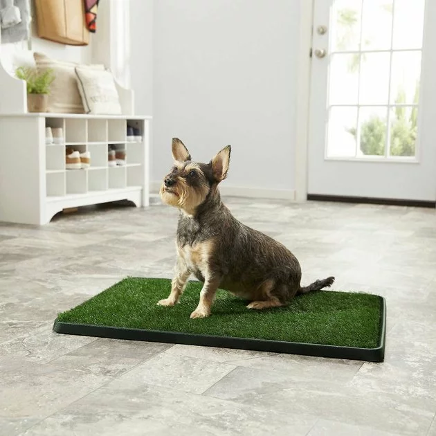 Frisco||PetSafe Frisco Indoor Grass Potty, 30 x 20 in + PetSafe Pet Loo Wee Care Enzyme Cleaner 6 Frisco||PetSafe Frisco Indoor Grass Potty, 30 x 20 in + PetSafe Pet Loo Wee Care Enzyme Cleaner - Image 4