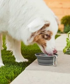 Frisco Silicone Collapsible Travel Bowl with Carabiner, Gray, 1.5 Cups + Pet Toy & Bowl Cleaning Wipes -The Frisco Store 303616 PT4. SY630 V1623056860