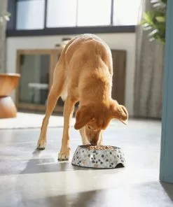Frisco Terrazzo Design Stainless Steel Dog & Cat Bowl -The Frisco Store 311955 PT2. SY630 V1642535588