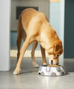 Frisco Animal Design Stainless Steel Dog & Cat Bowl -The Frisco Store 311959 PT2. SY630 V1642542799
