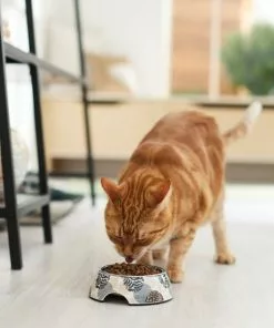 Frisco Animal Design Stainless Steel Dog & Cat Bowl -The Frisco Store 311959 PT3. SY630 V1642542458