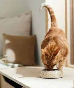 Frisco Circle Design Stainless Steel Dog & Cat Bowl -The Frisco Store 311967 PT3. SY630 V1642542535