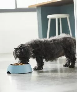 Frisco Coral Design Stainless Steel Dog & Cat Bowl, Teal -The Frisco Store 311971 PT2. SY630 V1642542820