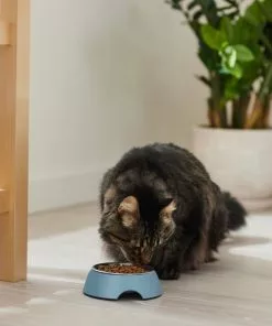 Frisco Coral Design Stainless Steel Dog & Cat Bowl, Teal -The Frisco Store 311971 PT3. SY630 V1642542516