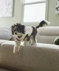 Frisco Problem Child Dog & Cat T-Shirt 13 Frisco Problem Child Dog & Cat T-Shirt -The Frisco Store 312064 PT8. SY630 V1644427134