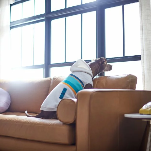 Frisco Striped Grey Dog & Cat Hoodie 9 Frisco Striped Grey Dog & Cat Hoodie - Image 7