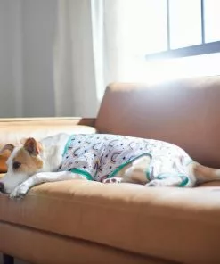 Frisco Rainbow Dog & Cat PJs 13 Frisco Rainbow Dog & Cat PJs -The Frisco Store 312280 PT8. SY630 V1644886098