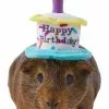 Frisco Happy Birthday Guinea Pig Hat -The Frisco Store 313132 MAIN. SY630 V1644431489