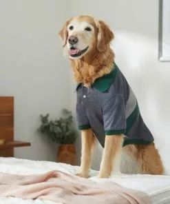 Frisco Green Striped Polo Dog & Cat Shirt 19 Frisco Green Striped Polo Dog & Cat Shirt -The Frisco Store 315091 PT8. SY630 V1646434389