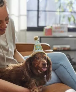 Frisco It's a Party Animal Dog & Cat Hat -The Frisco Store 315139 PT8. SY630 V1646435317