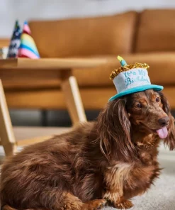 Frisco It's My Birthday Dog & Cat Hat -The Frisco Store 315142 PT8. SY630 V1646435635