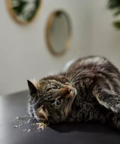 Frisco Natural Catnip 10 Frisco Natural Catnip -The Frisco Store 316067 PT3. SY630 V1634850389