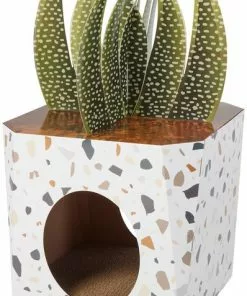 Frisco Potted Succulent Cardboard Cat House