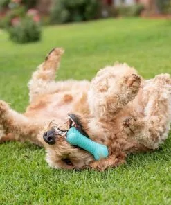 Frisco||Playology Frisco Fetch Squeaking Colorful Tennis Ball, 3-Pack + Playology All Natural Dual Layer Bone Dog Toy, Large, Peanut Butter Scented -The Frisco Store 319022 PT6. SY630 V1630561003