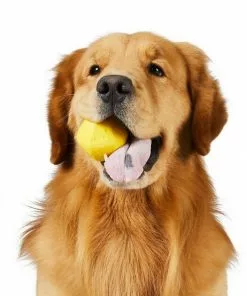 Frisco||Project Hive Pet Company Frisco Fetch Squeaking Colorful Tennis Ball, 3-Pack + Project Hive Pet Company Ball Dog Toy -The Frisco Store 319024 PT5. SY630 V1630560973
