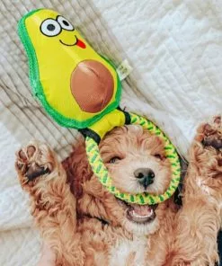 Frisco||Avo Doggo Frisco Hide and Seek Plush Guacamole Toy + Avo Doggo Avocado Dog Tug Toy 18 Frisco||Avo Doggo Frisco Hide and Seek Plush Guacamole Toy + Avo Doggo Avocado Dog Tug Toy -The Frisco Store 319052 PT7. SY630 V1630561579
