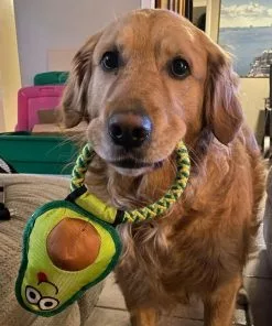 Frisco||Avo Doggo Frisco Hide and Seek Plush Guacamole Toy + Avo Doggo Avocado Dog Tug Toy 19 Frisco||Avo Doggo Frisco Hide and Seek Plush Guacamole Toy + Avo Doggo Avocado Dog Tug Toy -The Frisco Store 319052 PT8. SY630 V1630559470