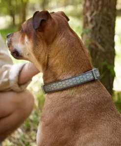 Frisco Outdoor Comfort Print Nylon Padded Collar, Large, Neck: 18 -26-in, Width: 1-in + Outdoor Ultra Reflective Rope Leash With Padded Handle, Stone Gray, 6 - ft 15 Frisco Outdoor Comfort Print Nylon Padded Collar, Large, Neck: 18 -26-in, Width: 1-in + Outdoor Ultra Reflective Rope Leash With Padded Handle, Stone Gray, 6 - ft -The Frisco Store 319072 PT4. SY630 V1631157100