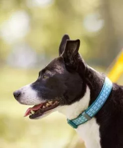 Frisco Outdoor Comfort Print Nylon Padded Collar, Medium - Neck: 14-20-in, Width: 3/4-in + Outdoor Ultra Reflective Rope Leash With Padded Handle, Bayou Teal, 6 - ft -The Frisco Store 319076 PT4. SY630 V1631148393