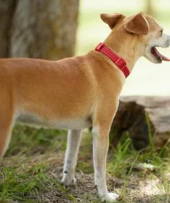 Frisco Outdoor Frisco Nylon Collar, Flamepoint Orange, Small-Neck: 10-14-in, Width: 5/8-in + Rope Leash With Padded Handle, Sunset Orange, 6-ft -The Frisco Store 319098 PT4. SY630 V1631150473